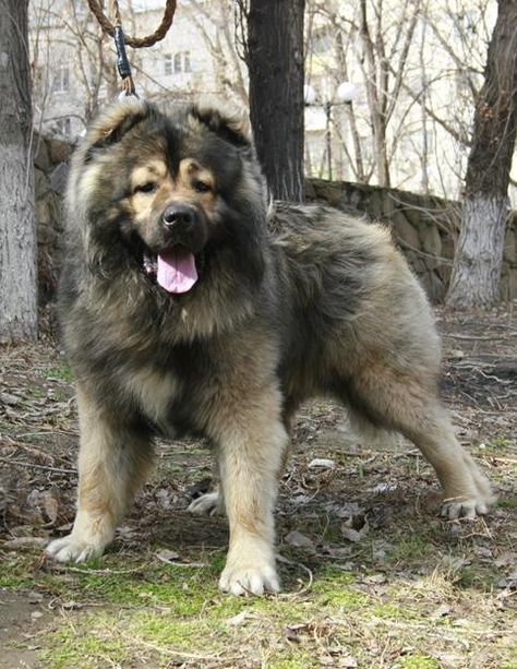 Caucasian Shepherd | HubPages Russian Dog Breeds, Russian Bear Dog, Alabai Dog, Russian Dogs, Caucasian Ovcharka, Russian Bear, Caucasian Shepherd Dog, Caucasian Shepherd, Giant Dogs