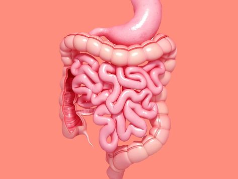 IBS vs. IBD: Signs, Symptoms, and Causes of Each | SELF Digestive System Anatomy, Small Intestine Bacterial Overgrowth, Gastrointestinal Disorders, Brain Connections, Gut Brain, Nose Shapes, Irritable Bowel, Leaky Gut, Chronic Inflammation