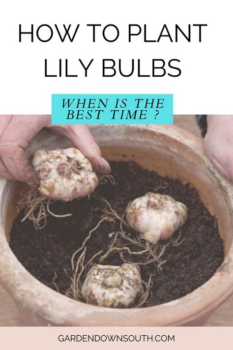 Lily bulbs in a container Fall Planting Perennials, Perennial Garden Plans, Contemporary Gardens, Lily Garden, When To Plant, Most Popular Flowers, Lily Bulbs, Lily Plants, Popular Flowers