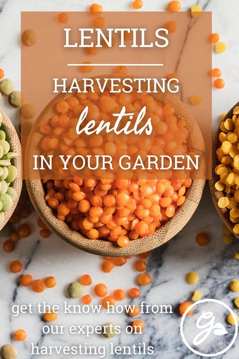 Grow Lentils At Home, How To Grow Lentils At Home, Grow Lentils, Blueberry Bushes, Cobbler Recipes, Vegetable Gardening, Lentil Soup, Chickpeas, Lentils