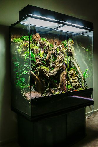 Rainforest Vivarium | Flickr - Photo Sharing! Exo Terra Terrarium Ideas, Rainforest Vivarium, Vivarium Waterfall, Crested Gecko Vivarium, Dart Frog Terrarium, Tree Frog Terrarium, Dart Frog Vivarium, Gecko Vivarium, Vivarium Ideas