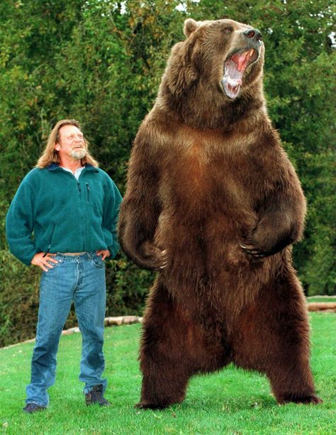 Bart the Bear - Grizzly bear conservation and protection Bart The Bear, Sussex Spaniel, Kodiak Bear, Grizzly Bears, Brown Bears, Bear Drawing, Bear Photos, Animal Magic, Big Animals