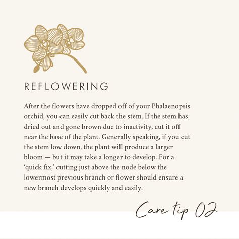 Did you know you can re-flower orchids? 

Many people throw orchids out once they have finished flowering, but with a little care and patients orchids can re-flower time after time. 🌺

Here are some tips about re-flowering your orchids, let us know if you have any questions about re-flowering below ⬇️

#LoveOrchids #orchidfact #orchids #orchidflower #orchidcare Orchid Aesthetic, Orchid Meaning, Aesthetic Meaning, Garden Goals, Flower Meanings, Time After Time, Orchid Care, Orchid Flower, Many People