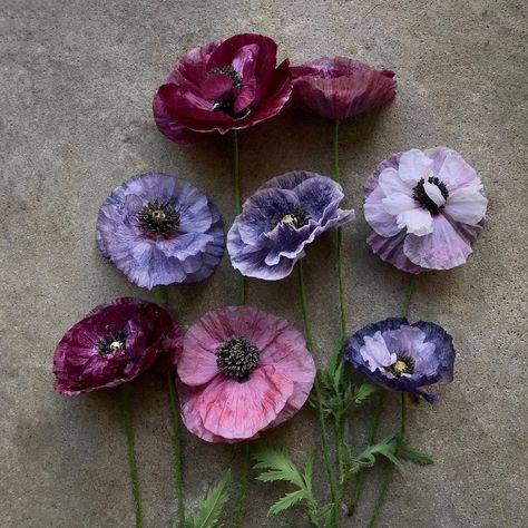 beth harris on Instagram: “shirley poppies including 'pandora' and 'amazing grey'.” Shirley Poppy, Flower Variety, Wine Garden, Cut Flower Garden, Favorite Hobby, Creative Hobbies, Poppy Flower, Cut Flowers, Pretty Flowers