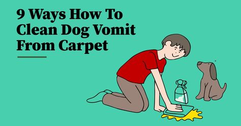 9 Ways How to Clean Dog Vomit From Carpet - Dog Endorsed Vinegar And Water Cleaner, Dog Vomit, Carpet Steam Cleaner, Smell Remover, Portable Carpet Cleaner, Enzyme Cleaner, Stain Remover Carpet, Dog Smells, Up Dog