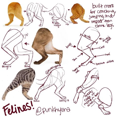 Feline Anatomy, Cat Drawing Tutorial, Cats Art Drawing, Cat Anatomy, Cat Body, Warrior Cat Drawings, Cat Reference, Cat Sketch, Animal Study