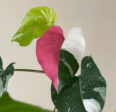 Philodendron Erubescens, Philodendron White Princess, Princess Philodendron, Climbing Trellis, Patio Flowers, Balcony Plants, Pink Plant, Variegated Plants, White Princess