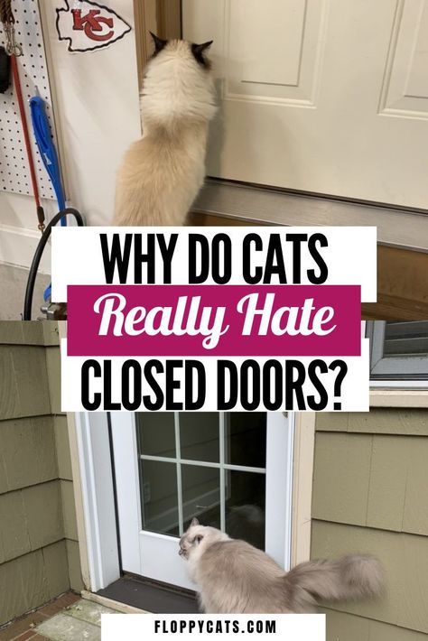 Why do cats HATE closed doors? | Cats and Closed Doors | Cat Behavior Explained | Cat Behavior Problems | Cat Behavior Meaning | Cat Behavior Explained Truths | Cat Behavior Funny | Cats Behavior Facts | Cat Facts | Cat Facts Interesting | Cat Facts Funny | Cat Tips | Animal Tips | Pet Behavior Cat Facts Funny, Cat Behavior Chart, Cats Behavior, Animal Tips, Cat Meowing, Cat Behavior Facts, Cat Behavior Problems, Cute Cat Names, Cat Advice