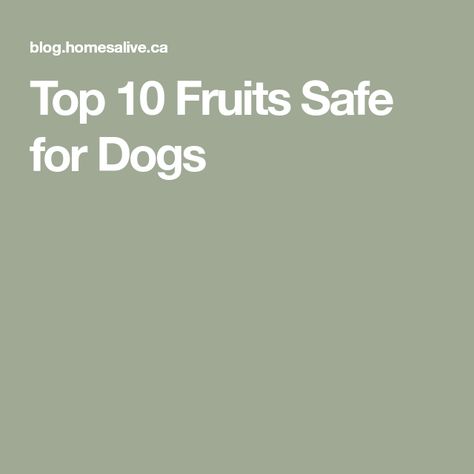 Top 10 Fruits Safe for Dogs Rainbow Fruit Pizza, Rainbow Fruit, High Sugar, Natural Yogurt, Fruit Pizza, Unsweetened Applesauce, Can Dogs Eat, Dog Eating, Blue Berry Muffins