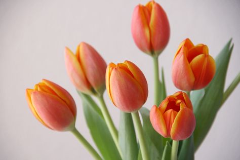 Header Flower, Blooming Bouquet, Orange Tulips, Flower Art Drawing, Time Life, Simple Flowers, Spring Has Sprung, Reference Photos, Flower Pictures