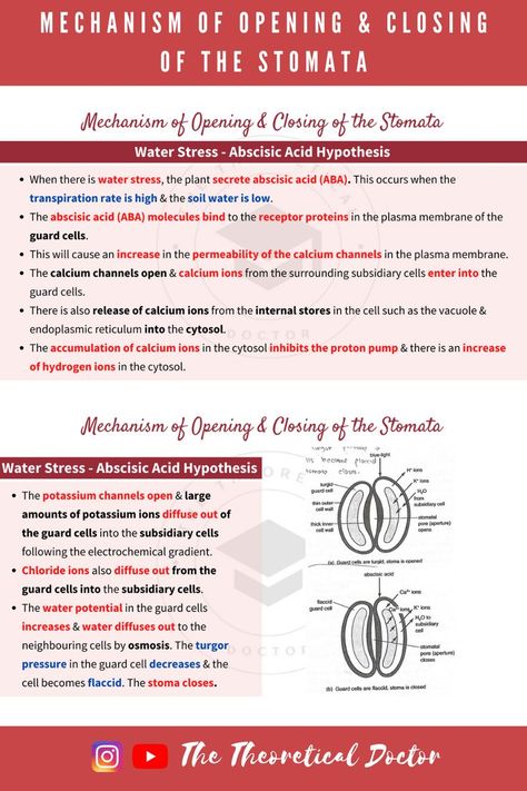 Explanation on the mechanism of opening and closing of stomata. Plant Physiology, Plasma Membrane, Biology Notes, Structure And Function, Subscribe For More, Biology, Foundation, Plants