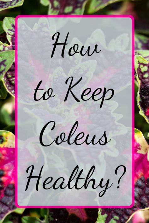 Coleus Plants Planters, Coleus Planter Ideas, Coleus Plants Care, Coleus Containers, Plant Sanctuary, Coleus Plant, Coleus Plants, Yard Plants, Root System