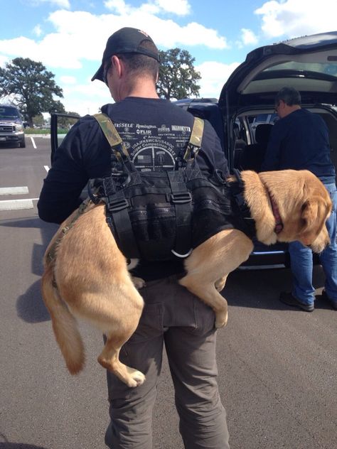 Backpack SAR dog (search and rescue) Dog Soldiers, Army Dogs, Search And Rescue Dogs, Dog Hero, Tactical Accessories, Malinois Dog, Dog Best Friend, Therapy Animals, Military Dogs