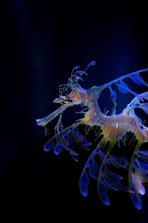 leafy sea dragon | marine animal + underwater photography Dragon Seahorse, Weedy Sea Dragon, Leafy Sea Dragon, Sea Dragons, Sea Horses, Beneath The Sea, Beautiful Sea Creatures, Water Animals, Marine Fish