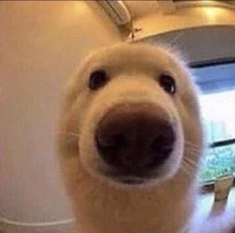 Reaction Pic, White Dog, White Dogs, Reaction Pictures, Golden Retriever, Memes, Dogs, Funny, Animals