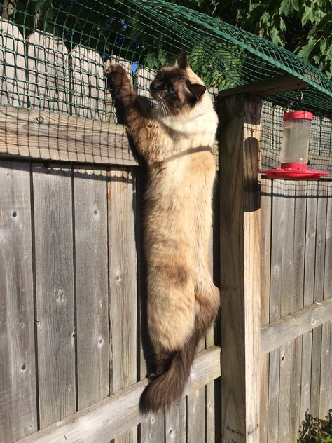 Cat Containment Fence One Reader Shares How He Contains His Ragdoll Cat Harry Ragdoll Cat Simon 2