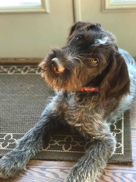 German Pointer Wirehaired, German Pointer, Griffon Dog, Pointer Puppies, Dog Day Afternoon, German Wirehaired Pointer, Pointer Dog, Animal Advocacy, Purebred Dogs