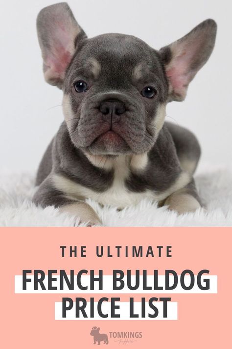 French Bulldog Colors Chart, French Bulldog Puppies For Sale Near Me, Breeding French Bulldogs, French Bulldog Accessories, French Bulldog Breeding, Frenchy Puppy, French Bulldog Colors, French Bulldog Information, Chocolate French Bulldog