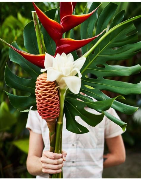 Torch Ginger Flower Arrangement, Ginger Torch Flower, Beehive Ginger Flower, Tropical Floral Design, Ginger Flower Arrangement, Ginger Flower Bouquet, Heliconia Bouquet, Ginger Plant Flower, Heliconia Arrangement