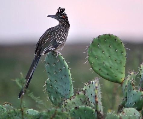 Road Runner perched on a Prickly Pear Cactus | Beautiful birds, State birds, Pet birds New Mexico Homes, Desert Animals, Pear Cactus, Desert Life, Prickly Pear Cactus, State Birds, Green Cactus, Southwest Desert, Land Of Enchantment