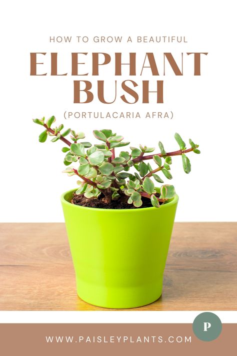 Want to grow a plant that is actual food for elephants?! While we're pretty sure you don't own an elephant as a pet, the history of this succulent is really fun and makes for some great conversation! Come read all about the Elephant Bush and how to grow one in your home! Elephant Bush, Elephant Food, Elephant Plant, How To Water Succulents, Indoor Plants Styling, Bush Plant, Cactus Care, Propagating Succulents, Types Of Succulents