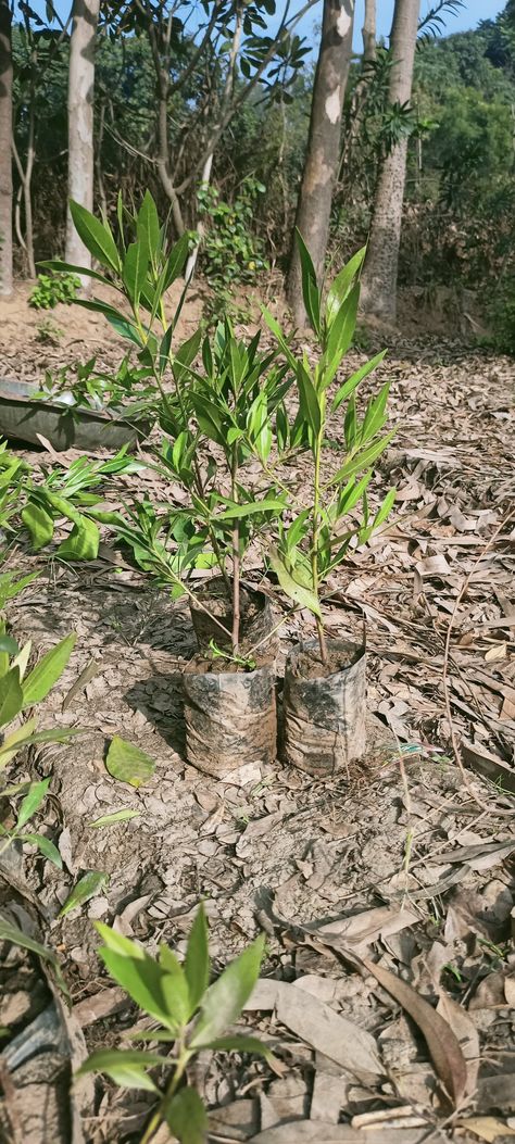 It has many advantages and uses. Conocarpus tree planted in Kuwait. The Conocarpus tree is widely used in cosmetic agriculture projects and can be easily trimmed and formed, especially in the streets and highways. It is also used as a fence and windbreak in open desert areas and on farms. Height: from 1 feet to 10 feet Bag size: 5 inch to 18 inch Uses: in marriage holes, Highways,Airports,farmhouses,houses etc. Type: as a ball,tapori and haj. Price : depends on size of plant and size of bag. Conocarpus Tree, Agriculture Projects, Desert Area, Farmhouse House, Kuwait, Trees To Plant, The Streets, Agriculture, Fence