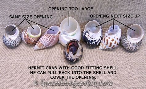 Hermit Crab Shell Selection Names For Hermit Crab, Hermit Crab Setup, Hermit Crab Homes, Hermit Crab Habitat, Crab Tank, Crabby Patties, Hermit Crab Tank, Pet Aesthetic, Hermit Crab Shells