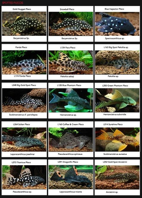 Algae eaters Pleco Fish, Ikan Air Tawar, Cool Fish Tanks, Tropical Fish Aquarium, Tropical Fish Tanks, Tropical Freshwater Fish, Fresh Water Fish Tank, Diy Tank, Aquarium Landscape