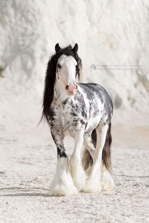 Which is the right pet for you based on your zodiac sign? #horse Unique Horses, Rare Horses, Regnul Animal, Horse Photo, Clydesdale Horses, Big Horses, Most Beautiful Horses, Beautiful Horse, All The Pretty Horses