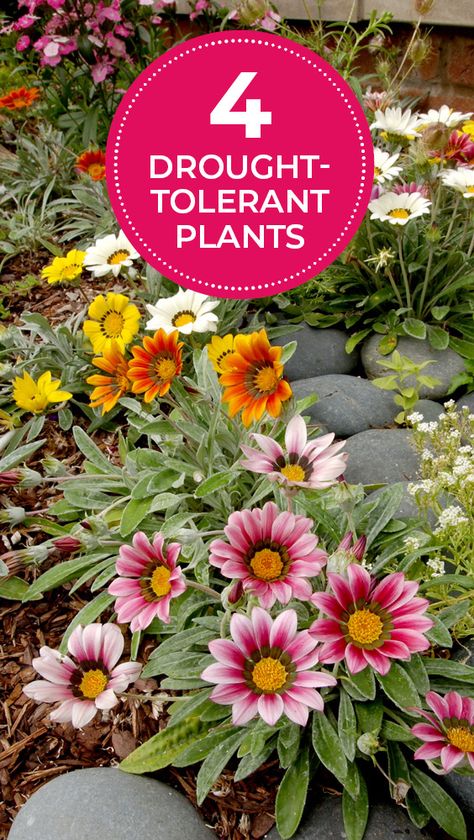 Plants Under Trees, Water Wise Plants, Drought Resistant Plants, Drought Tolerant Garden, Porch Flowers, Waterwise Garden, نباتات منزلية, Drought Tolerant Landscape, Plant Zones