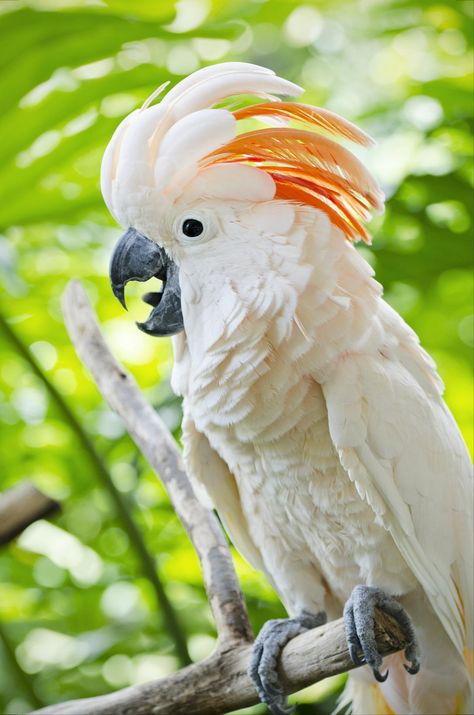 salmon crested cockatoo Salmon Crested Cockatoo, Mollucan Cockatoo, Moluccan Cockatoo, Parrot Wallpaper, Australian Parrots, Birds Photography Nature, Bird Barn, Bird Identification, Bird Care