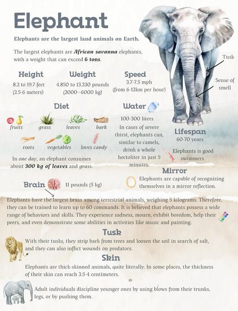 Zoology Aesthetic Notes, Zoology Career, Elephant Symbolism, Animal Fact File, Animal Facts For Kids, Animal Infographic, Wildlife Facts, Elephant Facts, Pig Breeds