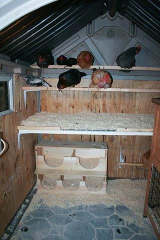 Coop Interior, Inside Chicken Coop, Roosting Bars, Herbs For Chickens, Chicken Roost, Chickens In The Winter, Nest Boxes, Chicken Poop, Chicken Nesting Boxes