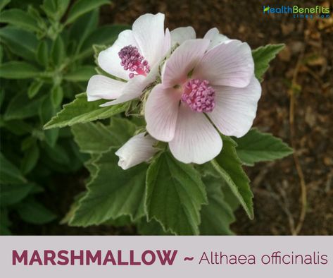 Part Sun Perennials, Marshmallow Flowers, Althaea Officinalis, Mallow Flower, Stunning Flowers, Types Of Herbs, Sun Perennials, Indoor Herb Garden, Herbs Indoors