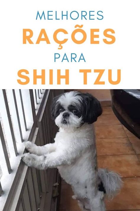 ração, ração pra shih tzu, filhote de shih tzu, alimentação para shih tzu Shih Tzus, Shih Tzu, Dogs, Animals, Pins