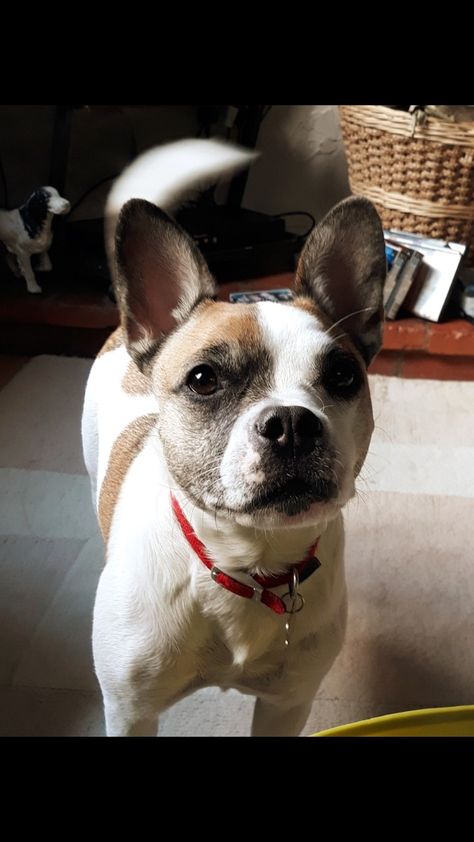 My Frenchie x Jack Russell, Barney Boston Terrier Jack Russell, Jack Russell, Boston Terrier, French Bulldog, Bulldog, Boston, Cute Animals, Casual Outfits, Dogs