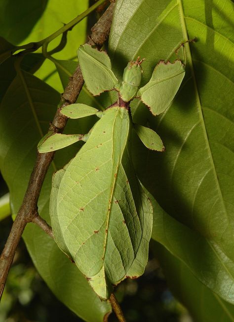 Leaf Insect (Phyllium sp., Phasmatodea) Mimicry Art, Stick Insects, Leaf Insect, Stick Insect, Yunnan China, Beetle Insect, Moth Caterpillar, Cool Bugs, Arthropods