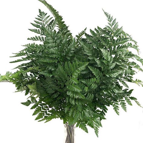 Leather Leaf is a sturdy dark green fern that works great with tropical arrangements, fall arrangements, or even in a vibrant summer wedding. Use these stems in bouquets, centerpieces, and arch decor. Leatherleaf Fern, Vibrant Summer Wedding, Focal Flowers, Fern Bouquet, Tropical Arrangements, Floral Design Classes, Arch Decor, Flower Identification, Emerald Green Weddings