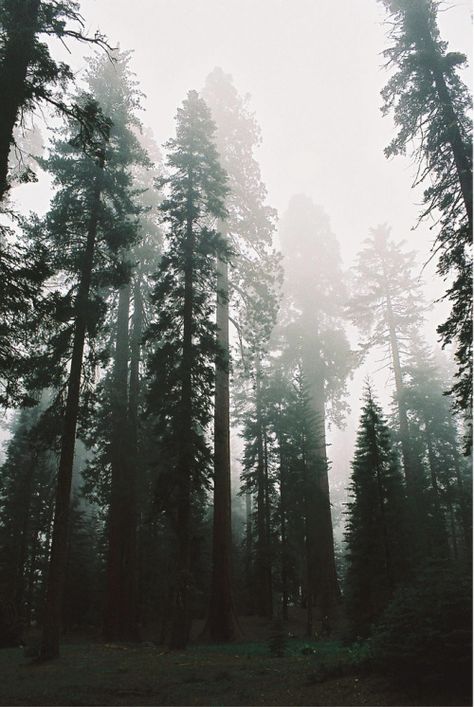 Foggy Forest, Tall Trees, Wild Nature, Dark Forest, Photo Profil, In The Woods, Mother Earth, Beautiful World, The Great Outdoors