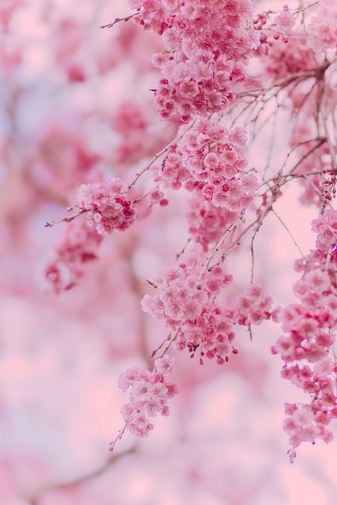 I planted this Weeping Cherry Blossom Tree when my daughter was born 14 years ago.  It stands in my backyard in all its splendor.  Pink blossoms fall like snowflakes when the wind blows, covering my lawn in a pink carpet of flower petals. Every spring, I get to sit back and enjoy the show as a deluge of delicate pink raindrops seem to flood over the tree's sides in a downrush of exquisite natural beauty.  Cascades of pink pastel blooms rain upon the earth for a very short time.  So here is an opportunity to enjoy this exquisite spectacle year round. FRAME AND MAT ARE FOR REFERENCE ONLY AND NOT INCLUDED IN YOUR ORDER.  This image is in vertical/portrait format and will be printed on Kodak Endura Professional Paper for years of everlasting beauty.  Please message me with any questions or spe Cherry Blossoms Aesthetic, Cherry Blossom Photography, Cherry Blossom Aesthetic, Blossom Photography, Magic Background, Weeping Cherry, Pink Flower Print, Cherry Blossom Japan, Wall Decor Pink