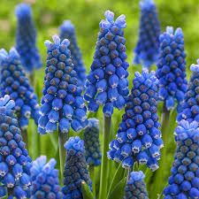 Spring Blooming Flowers, Plants Under Trees, Grape Hyacinth, Floribunda Roses, Spring Hill Nursery, Clematis Vine, Magic Garden, Blue Magic, Rose Trees