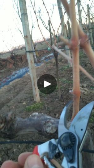 Grape Vine Pruning, Grape Harvesting, Garden Solutions, Agriculture, Grape Vines, Vines, Grapes