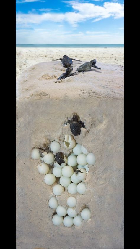 Awe my little baby turtles. I love Sea Life Mustang Horses, Sea Turtle Pictures, Turtle Images, Save The Sea Turtles, Turtle Time, The Wombats, Turtle Conservation, Baby Sea Turtles, Tortoise Turtle