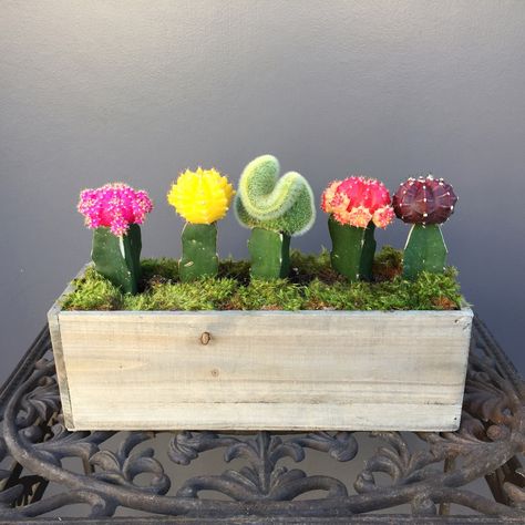 Moon Cactus Arrangement, Cactus Centerpiece, Mini Cactus Garden, Indoor Cactus Plants, Grafted Cactus, Moon Cactus, Cactus Arrangement, Succulent Gardens, Succulent Garden Diy