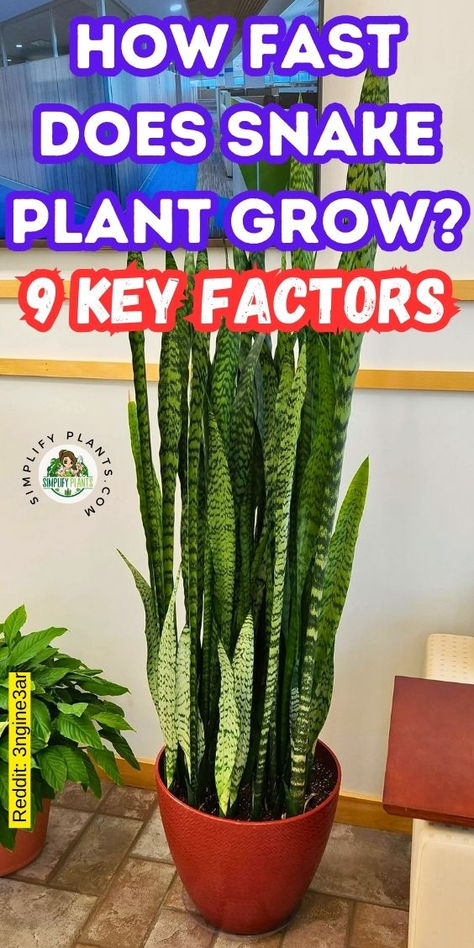 "Discover how fast Snake Plants (Sansevieria Trifasciata) grow with our  guide on 9 essential factors! Learn about optimal Snake Plant care,  including the best soil types for healthy growth, and explore various Snake  Plant varieties like Sansevieria Laurentii, Sansevieria Cylindrica, and  Sansevieria Moonshine. Uncover the common factors that influence plant  growth and get tips for nurturing your Mother-in-Law Plant (Mother In Law  Tongue) to thrive." Mother In Law Tongue Plant Care, Mother In Law Tongue Plant, Plants In Glass Bowl, Sansevieria Moonshine, Mother In Law Plant, Snake Plant Indoor, Cane Plant, Snake Plant Varieties, Indoor Cactus Plants