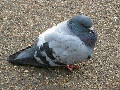 Pigeon Reference, Rat Picture, Fat Pigeon, Pigeon Sitting, Feral Pigeon, Fat Bird, Wood Pigeon, Dove Pigeon, Mo Willems