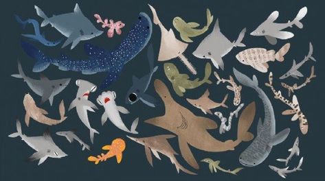 Don't think sharks are adorable? Watch this. - Greenpeace Australia Pacific Species Of Sharks, Shark Art, Ipad Skin, Wallpaper Pc, Cute Gif, Sharks, Iphone Skins, Marine Life, Twitter Instagram