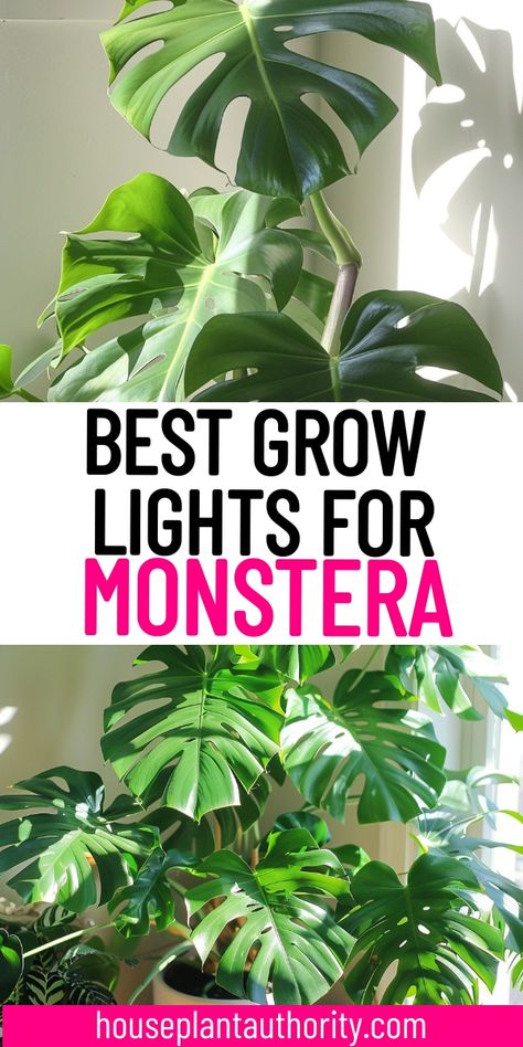 Our article on healthy monstera leaves offers all the tips you need for long-lasting indoor plants. Discover the best Monstera plant care practices to keep your houseplants thriving. Types Of Monstera Plants, Monstera Deliciosa Indoor, Indoor Plants For Beginners, Pothos Plant Care, Monstera Plant Care, Plants For Beginners, Indoor Grow Lights, Best Grow Lights, Light Setup