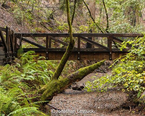 Armstrong Redwoods State Nature Reserve. Guerneville, California Guerneville California, Coastal Redwood, Russian River Valley, Short Vacation, Hidden Images, Muir Woods, California Destinations, Redwood Forest, Travel Time