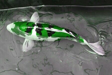 Green Koi Fish Green Koi Fish, Koi Fish Colors, Koi Pond Design, Butterfly Koi, Fish Color, Common Carp, Ikan Air Tawar, Koi Carp Fish, Fish Pond Gardens